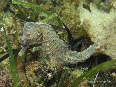 Il naturalista Enrico Ricchitelli ci racconta che proprio davanti a questo tratto di costa l�estate scorsa ha scoperto due gruppi di cavallucci marini, di cui ci mostra le foto